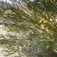 sticky wattle